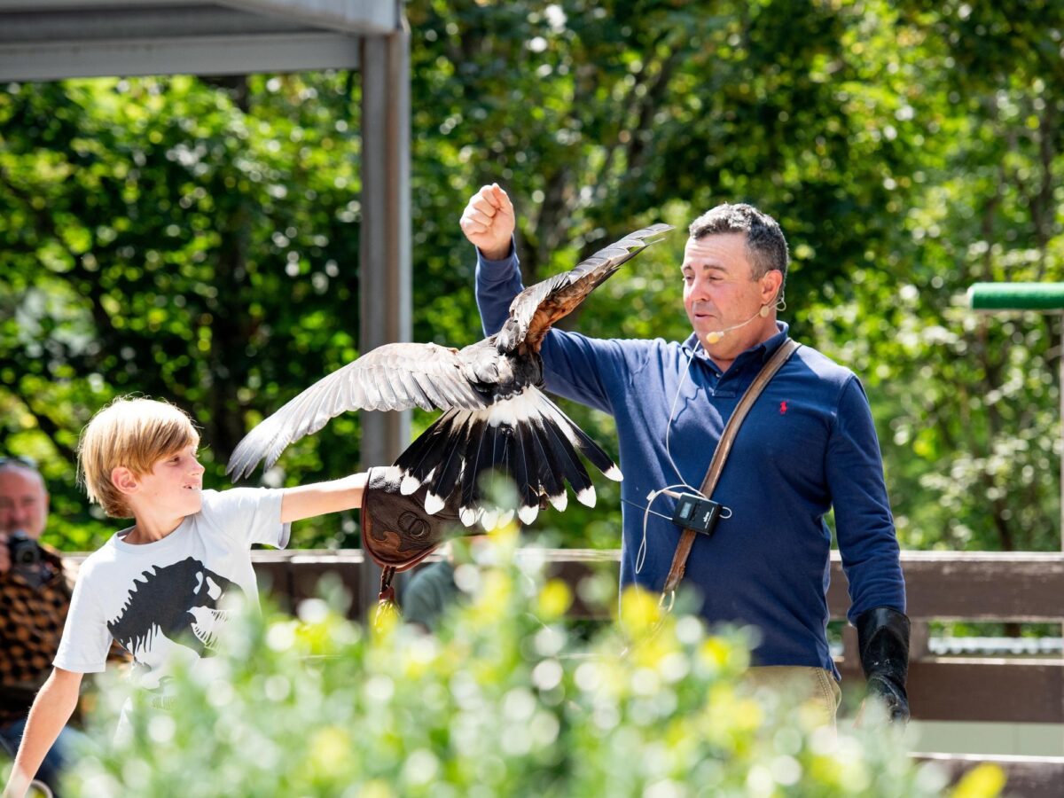 Malbun, Falknerei Galina, Greifvogel-Show