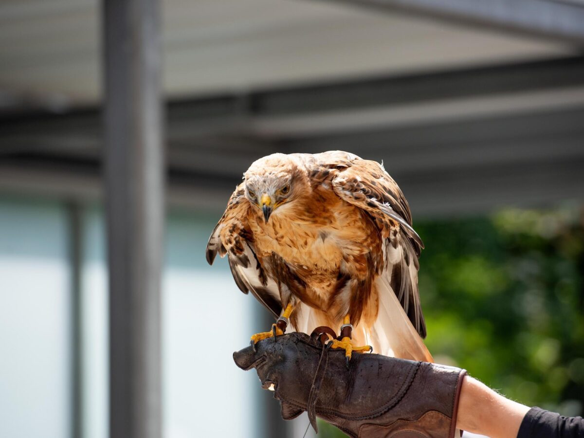 Malbun, Falknerei Galina, Greifvogel-Show