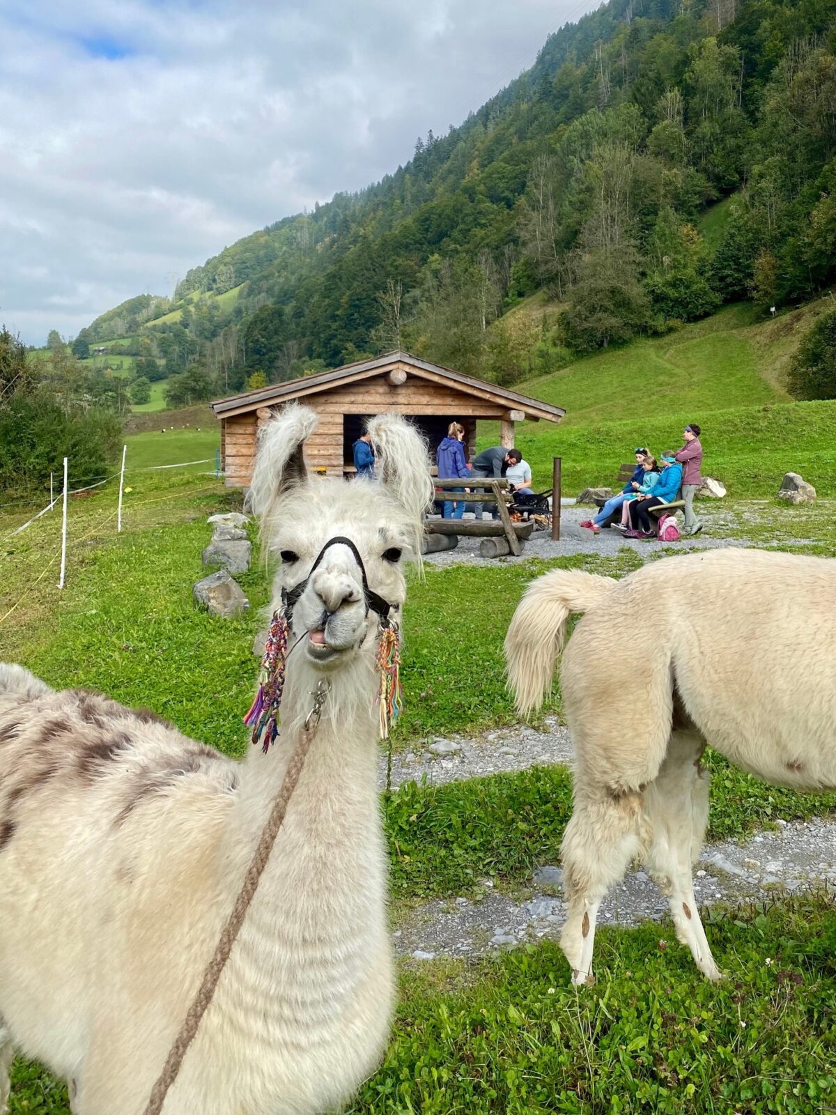 Glarus, Luchsingen, Wanderlama