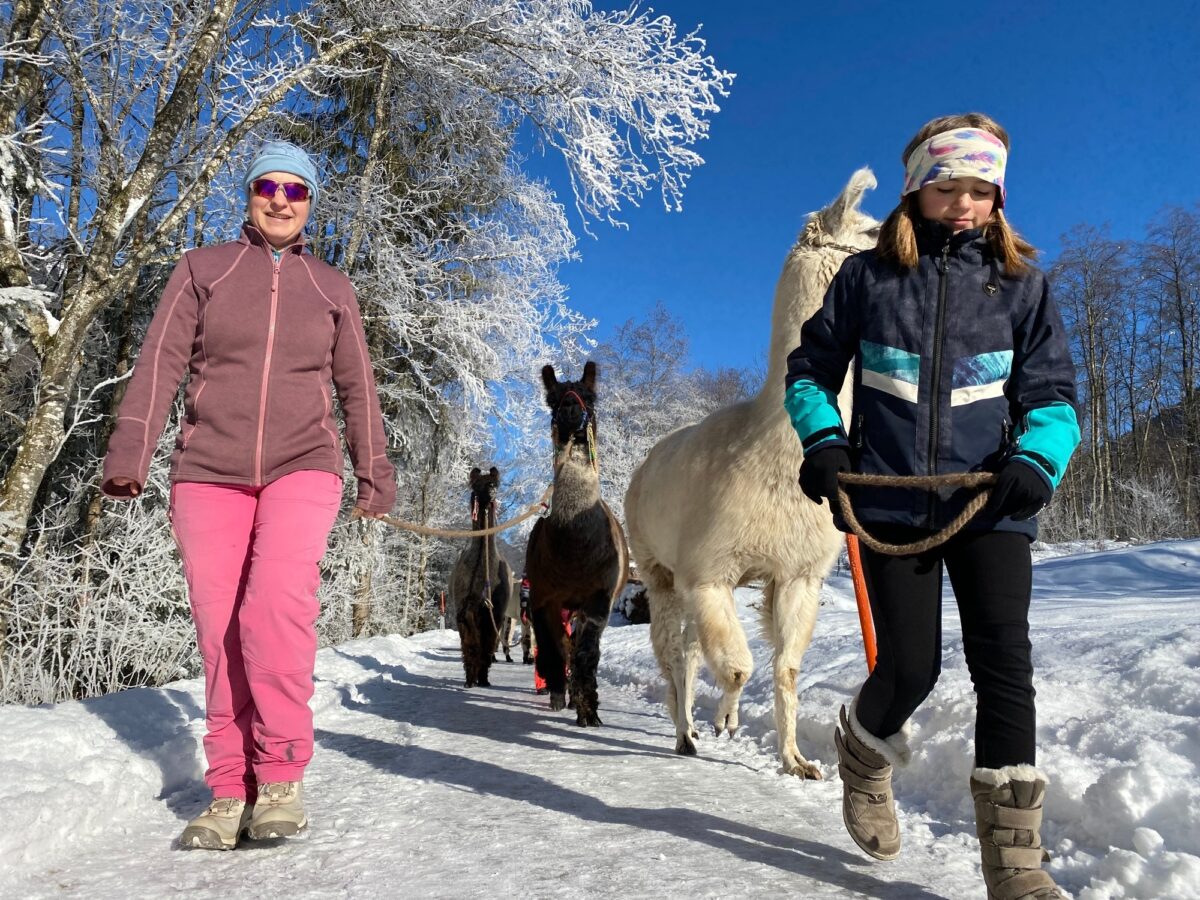 Glarus, Luchsingen, Wanderlama, Winter