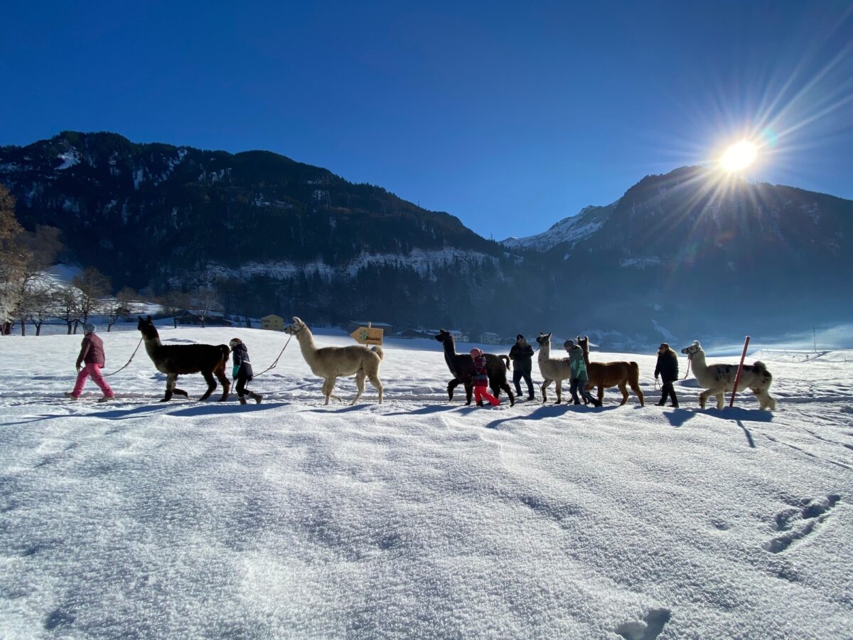 Glarus, Luchsingen, Wanderlama, Winter