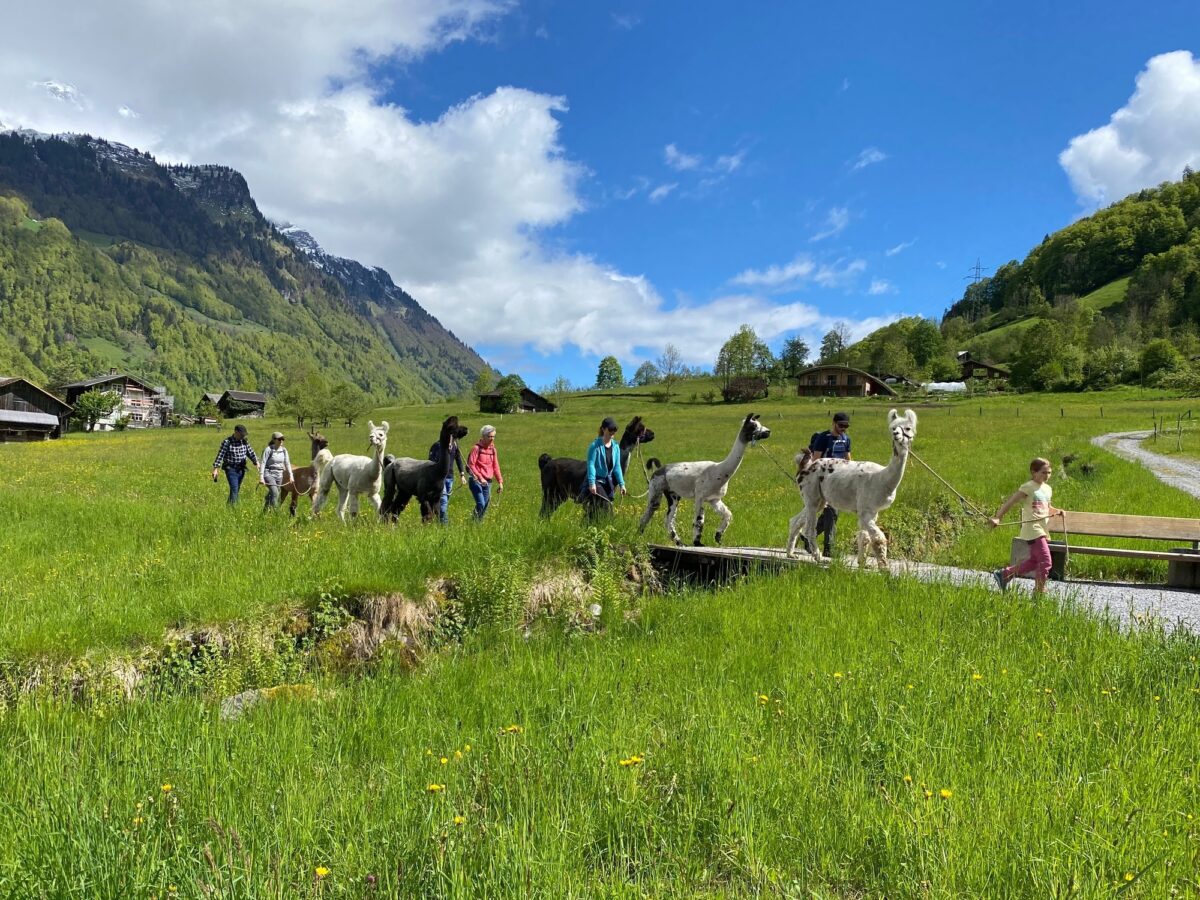 Glarus, Luchsingen, Wanderlama