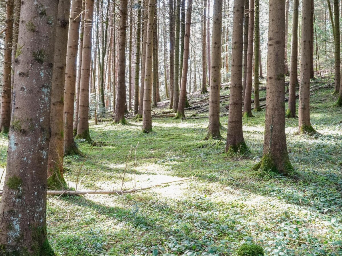 Sihlwald, Naturwaldreservat